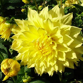 Dahlia ‘Wanda’s Capella’