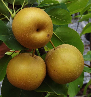 Asian Pear - Pyrus pyrifolia ‘Chojuro’