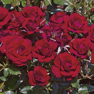 ‘Ruby Ruby’