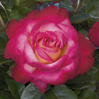 Rose ‘Dick Clark’
