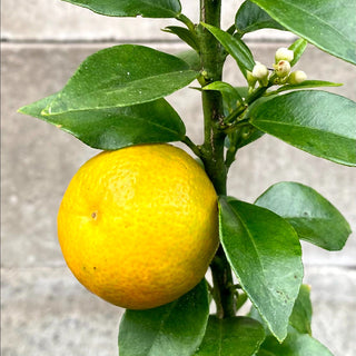 Citrus ‘Chinotto Sour Orange’