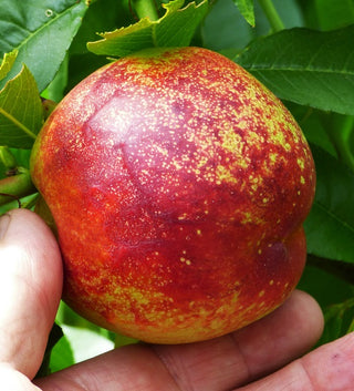 Nectarine - Prunus persica var. nucipersica ‘Firebrite’