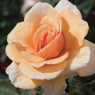 Rose ‘Brandy’