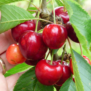 Cherry - Prunus avium ‘Skeena’