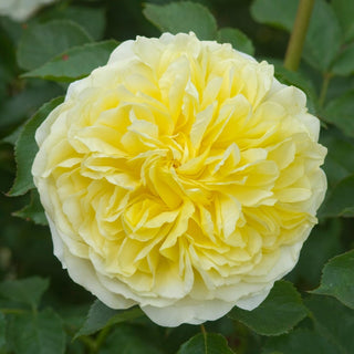 Rose ‘The Pilgrim®’