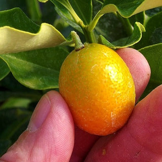 Citrus ‘Nordmann Seedless Nagami Kumquat’