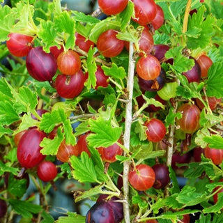 Gooseberry - Red Gooseberry (Ribes uva-crispa ‘Hinnonmaki Red’)