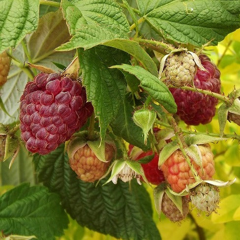 Preorder Raspberry - ‘Heritage’ | Amsterdam Garden Centre