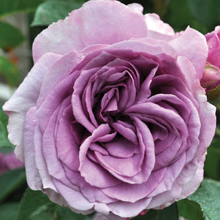 Rose ‘Arborose Quicksilver’