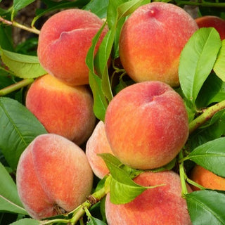 Peach - Prunus persica ‘Redhaven’