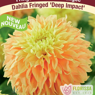 Dahlia ‘Deep Impact’ (1/pkg)