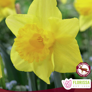 Narcissus (Daffodil) 'King Alfred' - Mesh Bag of 50