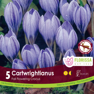 Crocus Cartwrightianus (5/package)