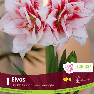 Amaryllis 'Elvas' (1/Package)