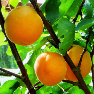 Apricot - Prunus armeniaca ‘Puget Gold’