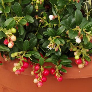 Lingonberry - Vaccinium vitis-idaea ‘Red Candy’