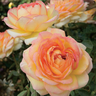 Rose ‘Centennial Star’