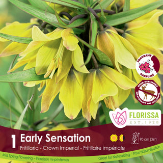 Fritillaria Early Sensation (1/package)