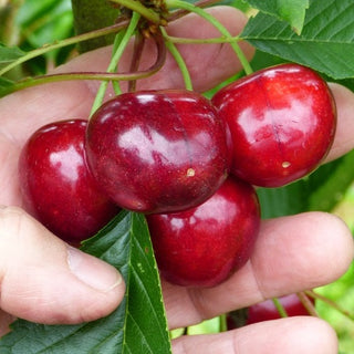 Cherry - Prunus avium ‘Sweetheart’