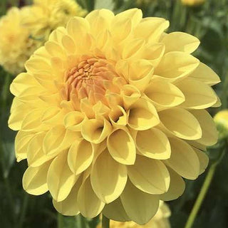 Dahlia ‘Ferncliff Sunstruck’