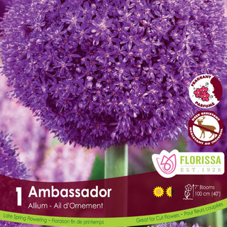 Giant Allium 'Ambassador' (1/package)