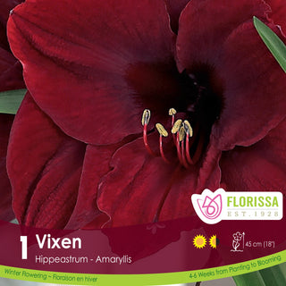 Amaryllis 'Vixen' 