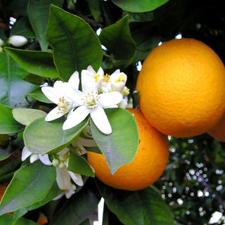 Citrus ‘Washington Navel Orange’