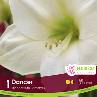 Amaryllis 'Dancer' (1/Package)