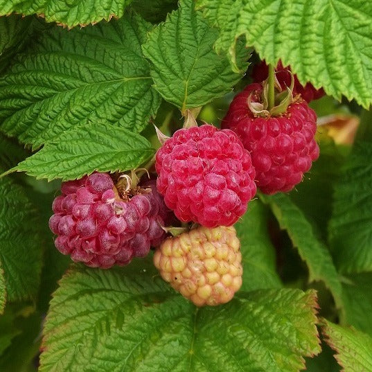 Preorder Raspberry - ‘Raspberry Shortcake’ | Amsterdam Garden Centre
