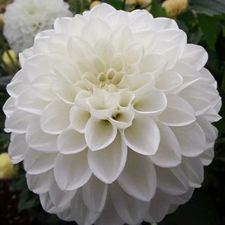 Dahlia ‘Ferncliff Snowstorm’