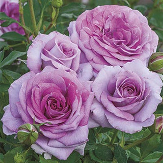 Rose ‘Violet’s Pride’