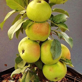 Apple - Malus domestica ‘Golden Sentinel’