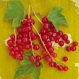 Current (Red) - Ribes rubrum ‘Cherry Red’