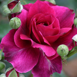 Rose ‘Intrigue’