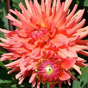 Dahlia ‘Ferncliff Tropics’