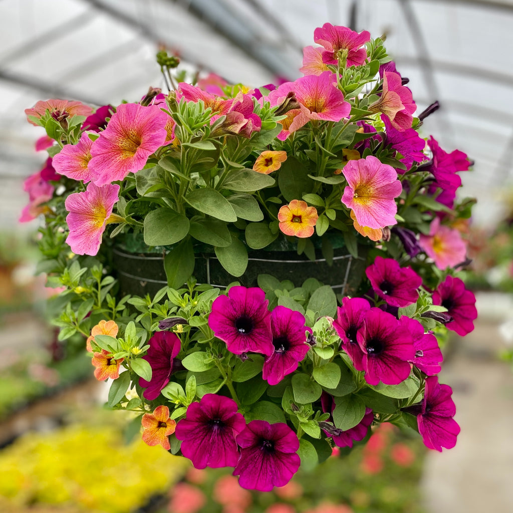 Preorder Tropicana Moss Hanging Basket | Amsterdam Garden Centre