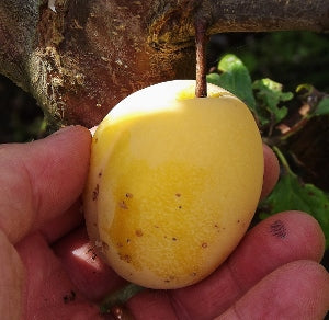 Plum - Prunus domestica ‘Yellow Egg’